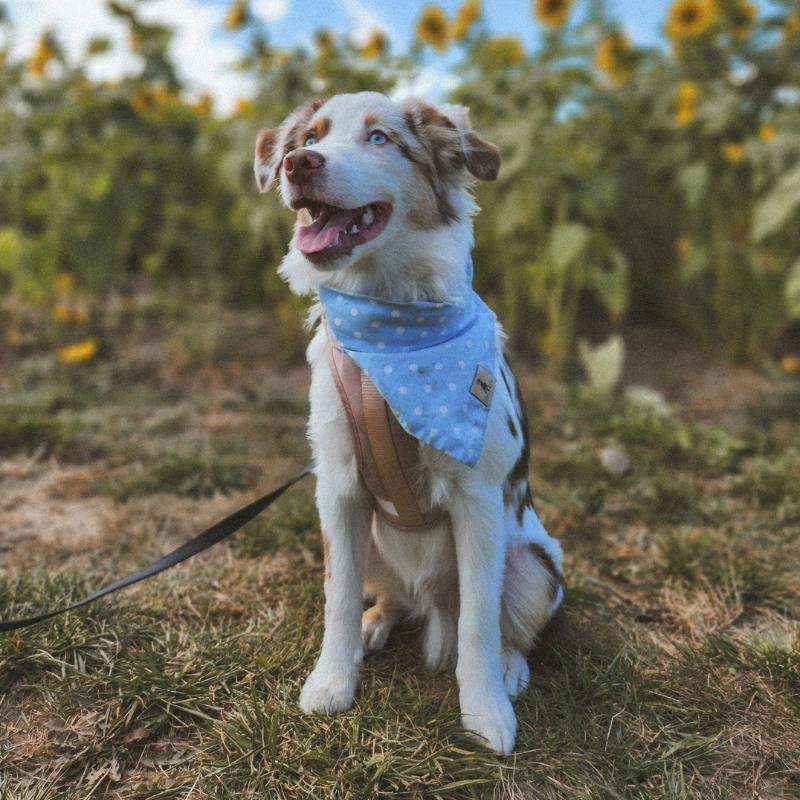 Smiley mini Australian sheperd puppy wearing a blue dog bandana by Colours By Emma, in a sunflower field.