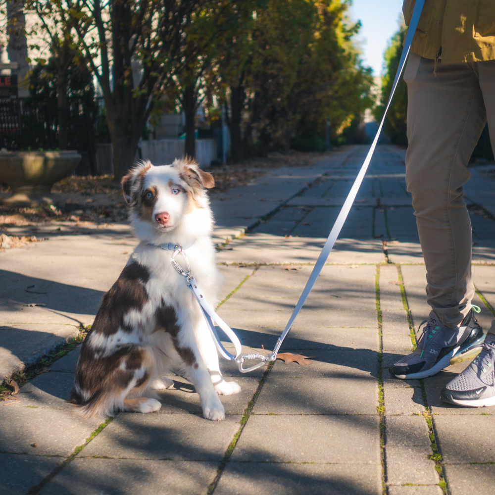 Cloud Multi Use Hands Free Leash