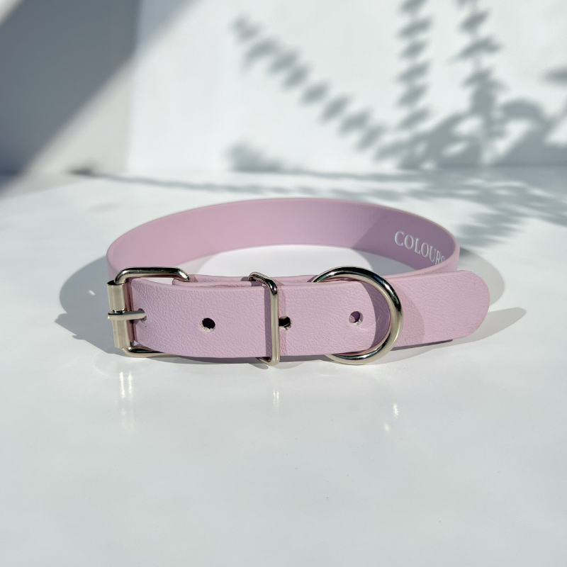 Lavender Classic Collar