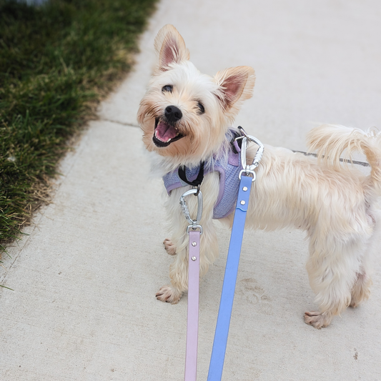 Fuji Original Leash