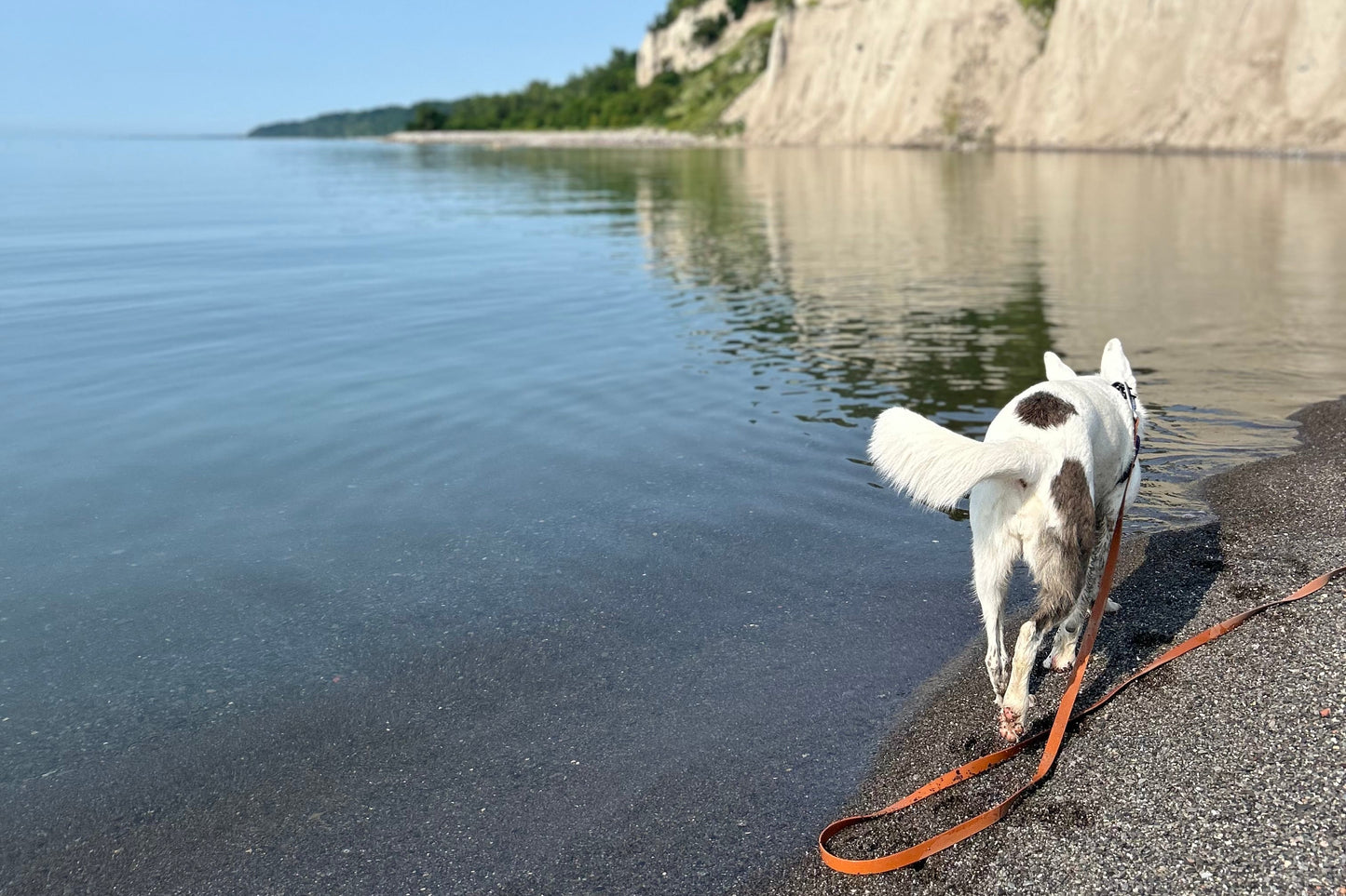 Cloud Training Long Leash
