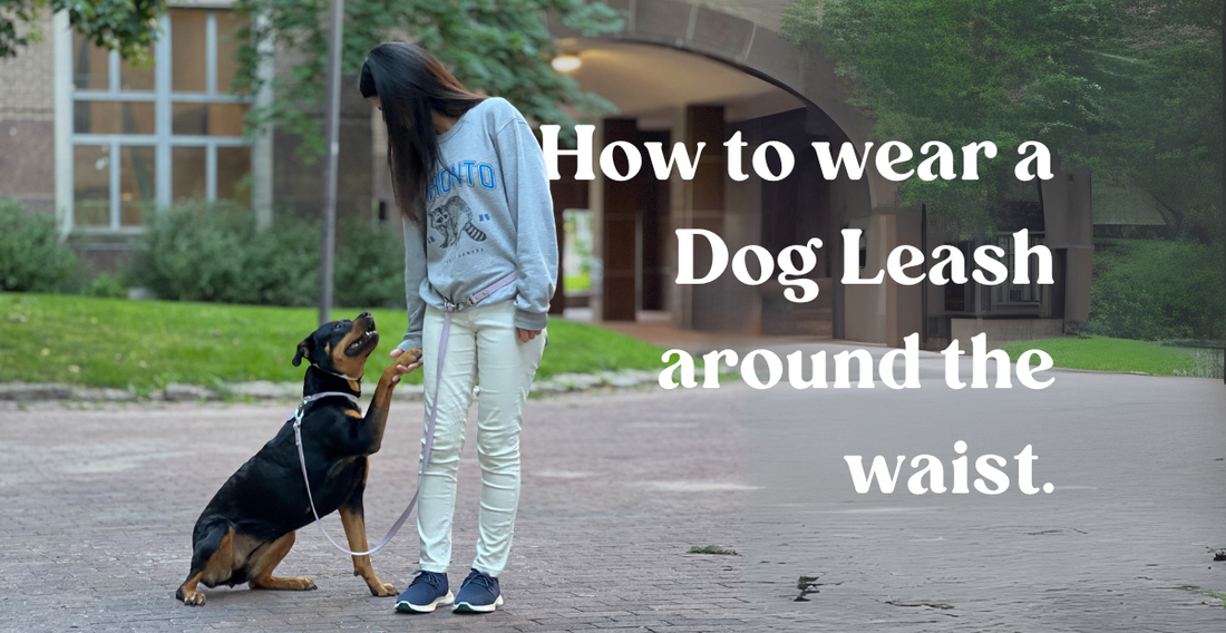 The Ultimate Guide to Dog Leashes Around the Waist: Benefits, Tips, and How to Wear