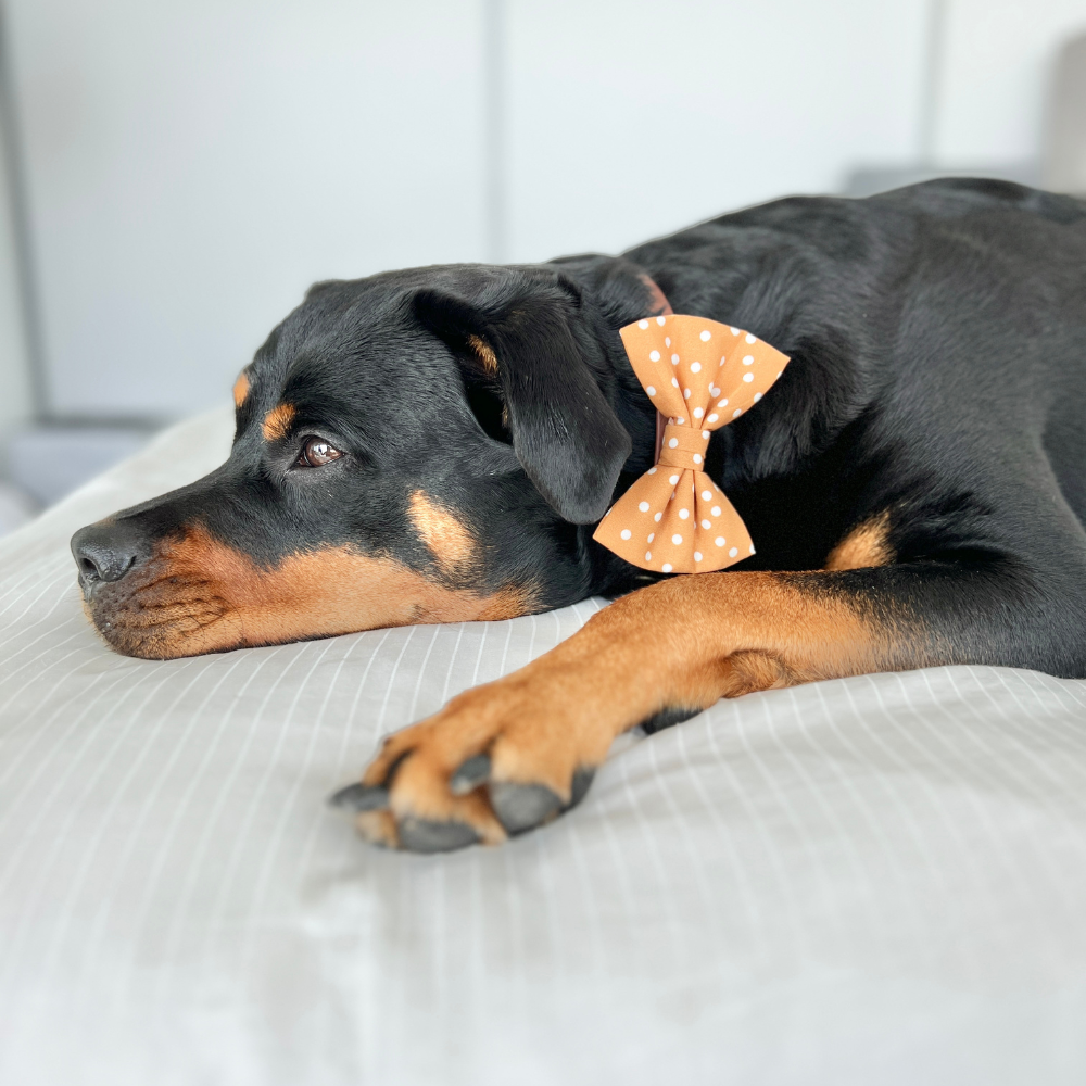 A Rottweiler is wearing a golden yellow polka dot bow tie