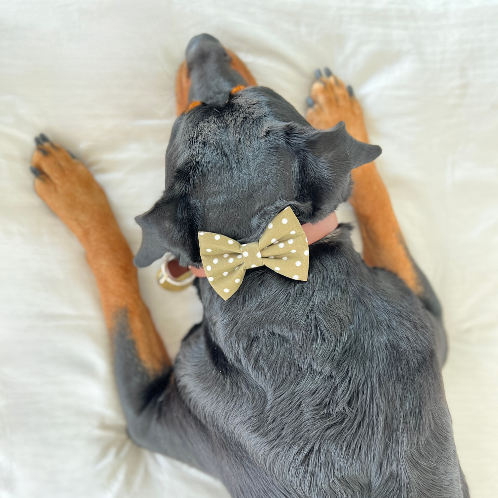 A Rottweiler is wearing an olive green polka dot dog bow tie