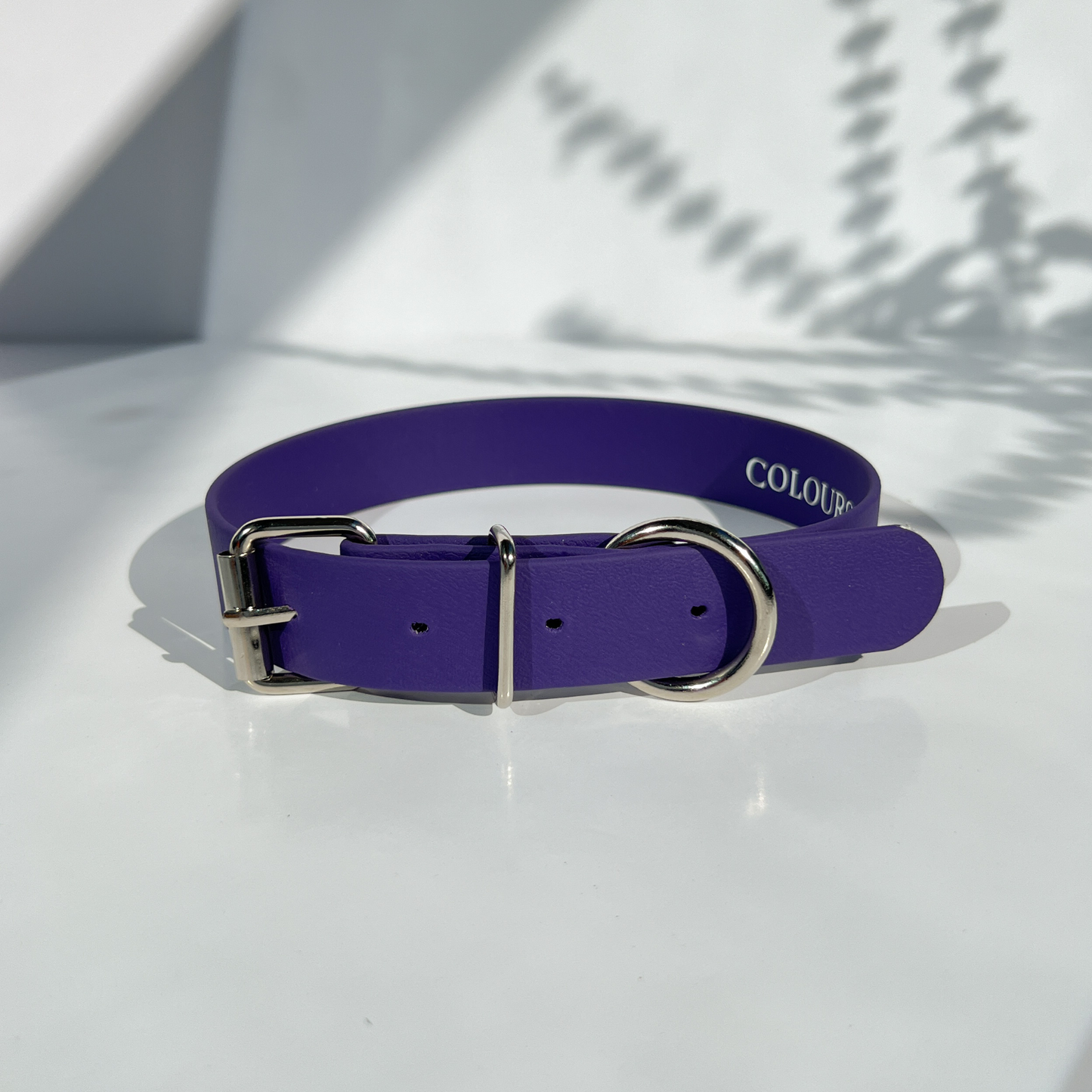 Purple Classic Collar