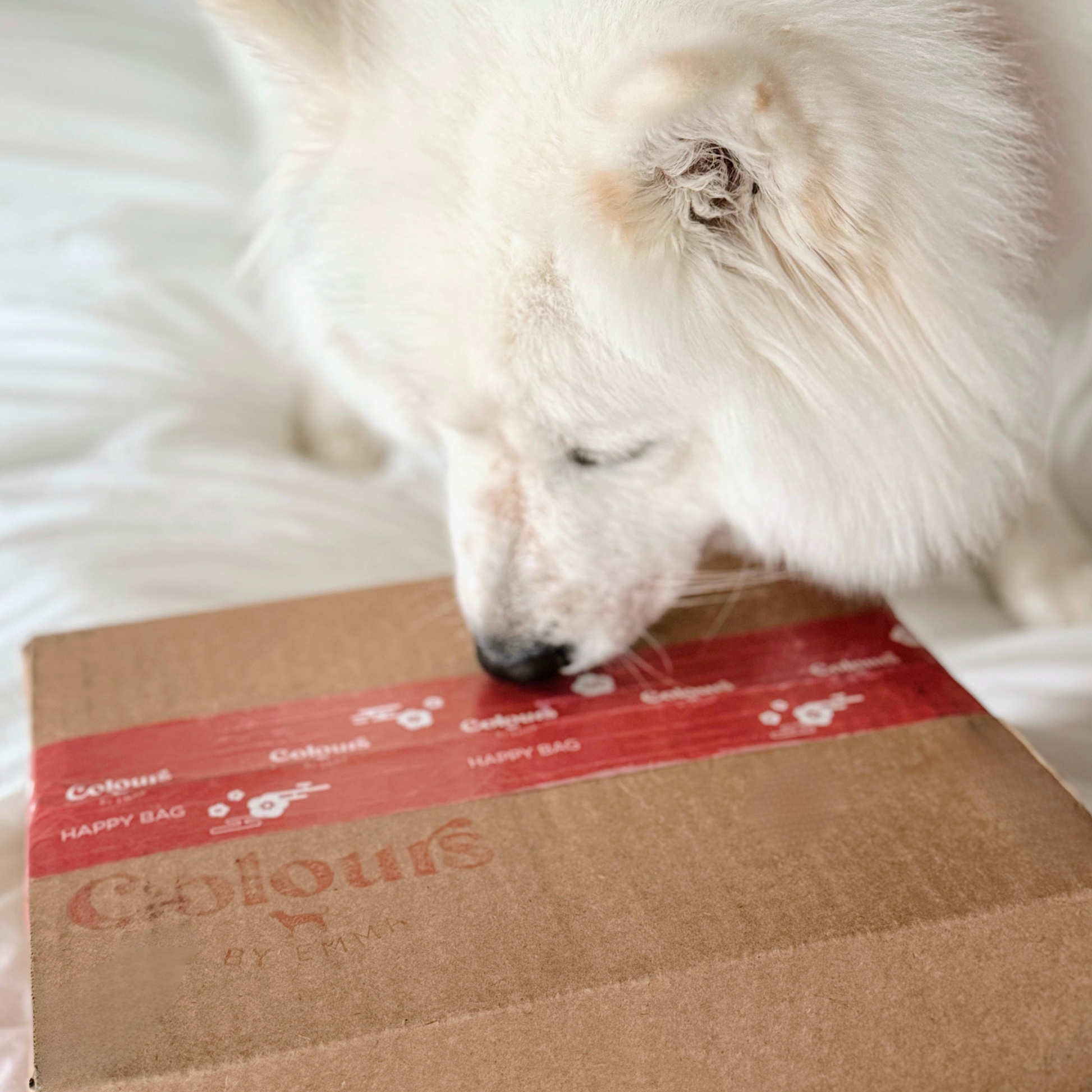 White dog sniffing a Colours by Emma Happy Bag box