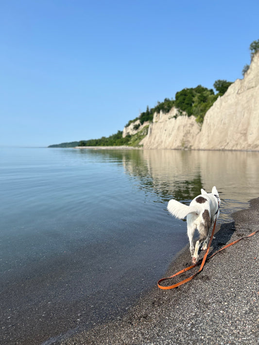 Cloud Training Long Leash