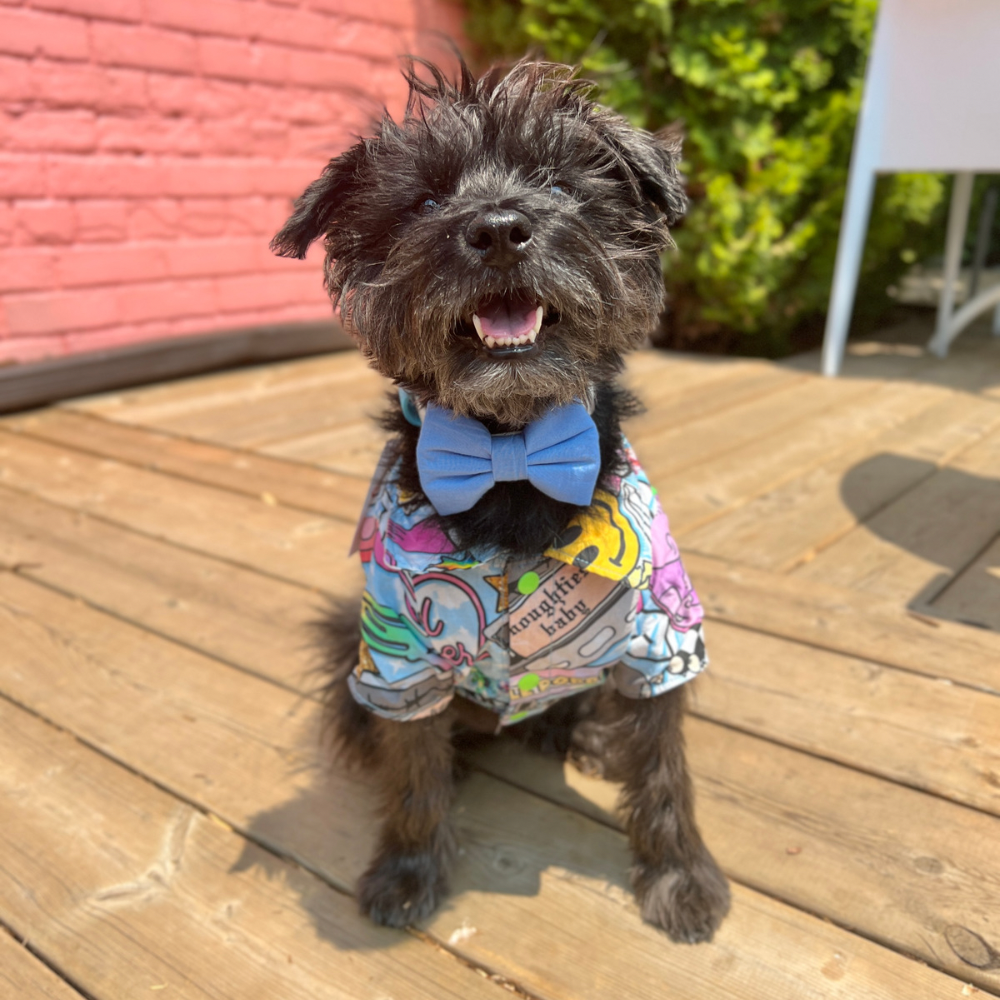 Dog model is wearing a blue bow tie 