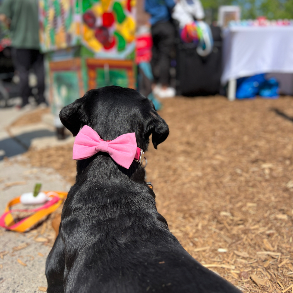 Dog is wearing a pink bow tie