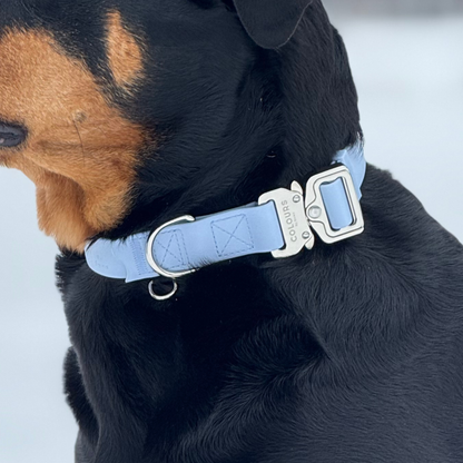 Dog wearing a blue collar with a silver buckle on a snowy background