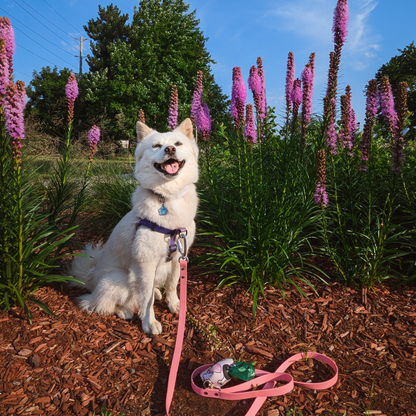 Sakura Original Leash