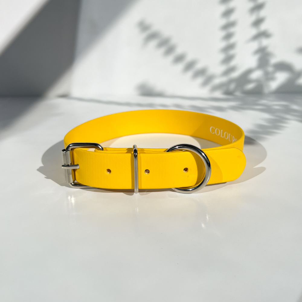 Yellow Dog Collar